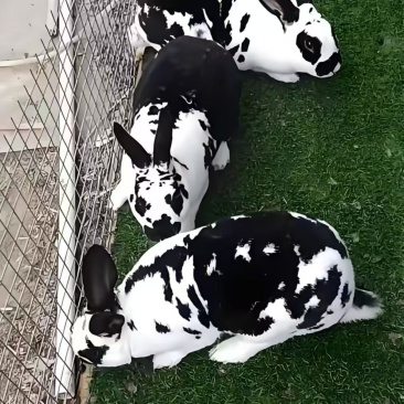 纯正黑白花獭兔，黄白花獭兔