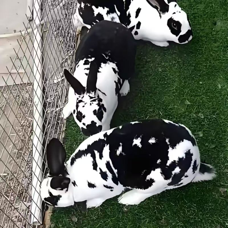 纯正黑白花獭兔，黄白花獭兔