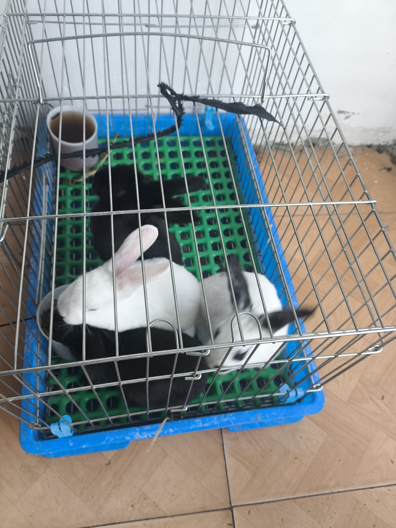 纯正黑白花獭兔，黄白花獭兔