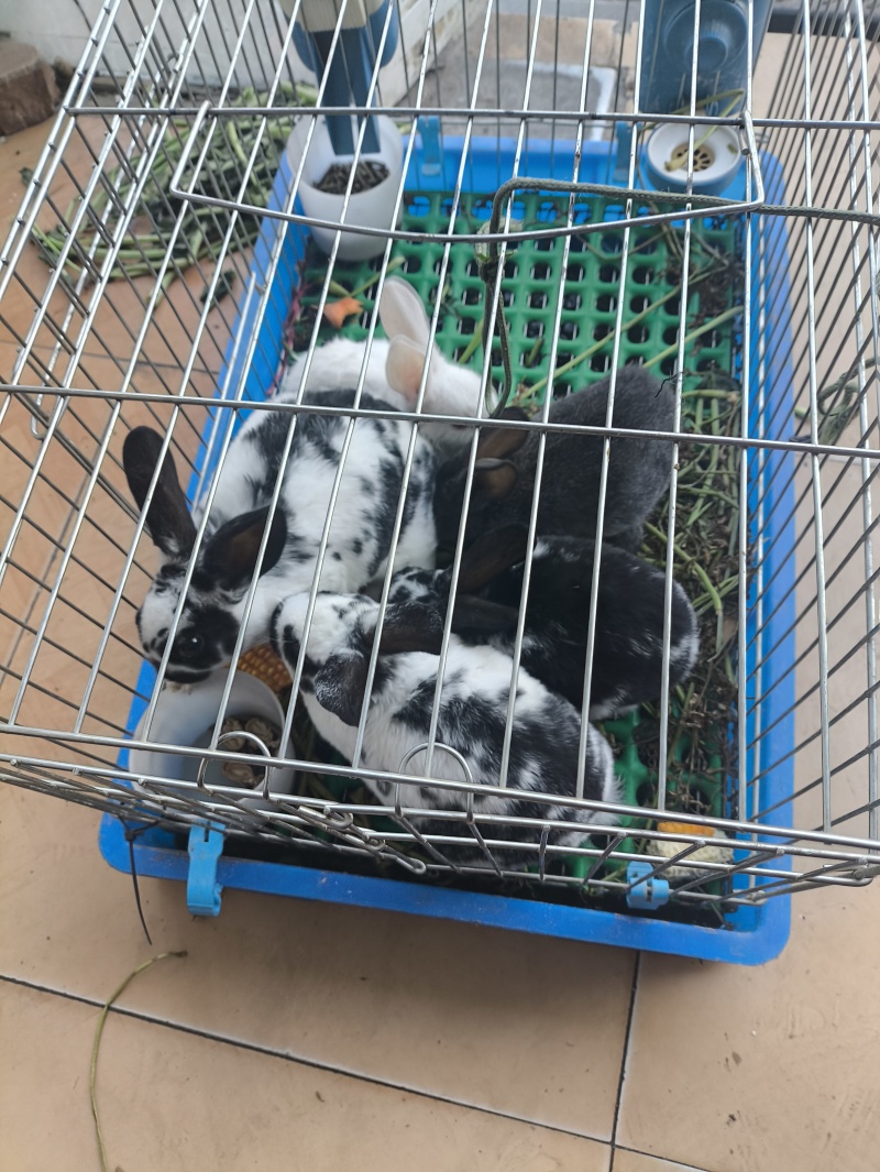 纯正黑白花獭兔，黄白花獭兔