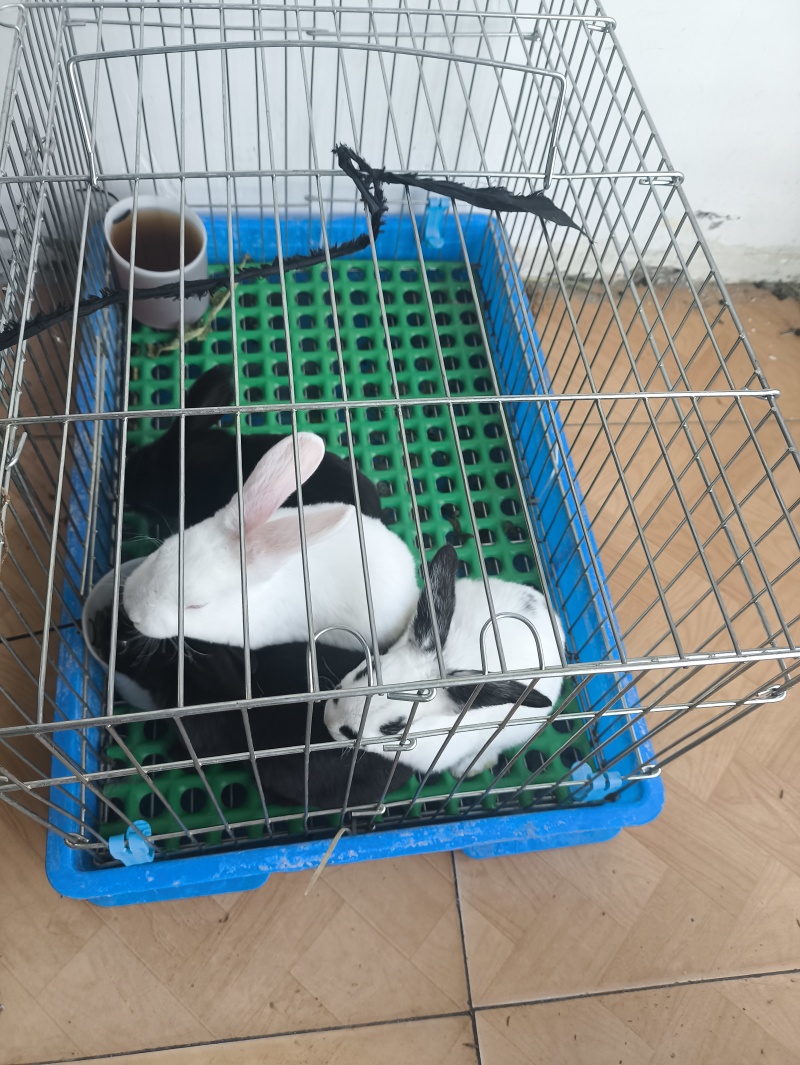 纯正黑白花獭兔，黄白花獭兔