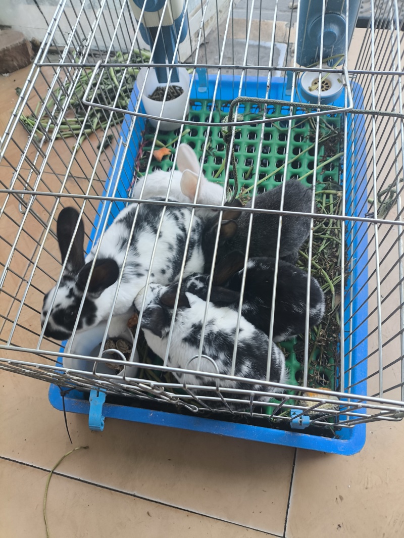 纯正黑白花獭兔，黄白花獭兔
