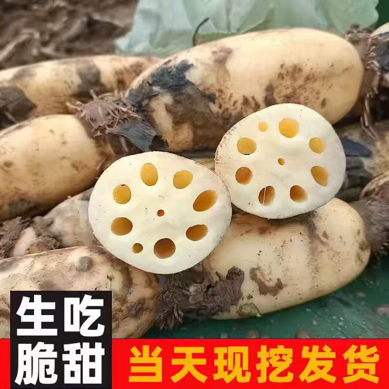 山东省菏泽市曹县万亩荷塘莲藕基地种植示范，莲藕品质优良