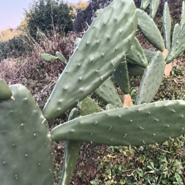 仙人掌蔬菜片