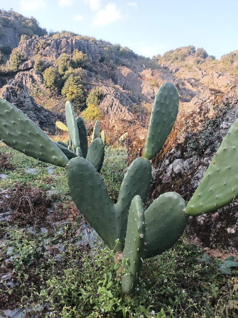 仙人掌蔬菜片