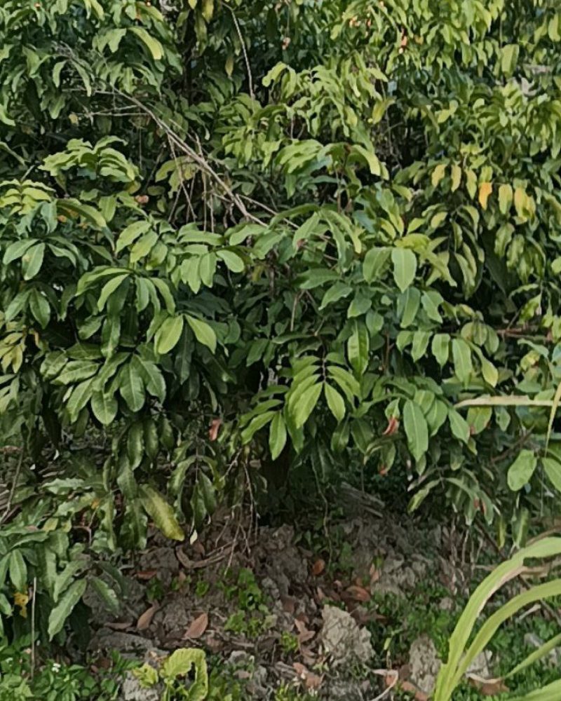 五年果树出售