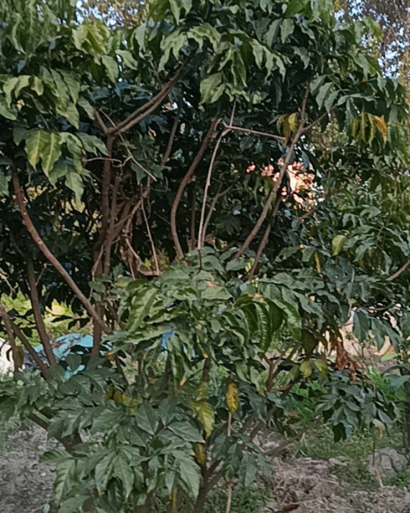 五年果树出售