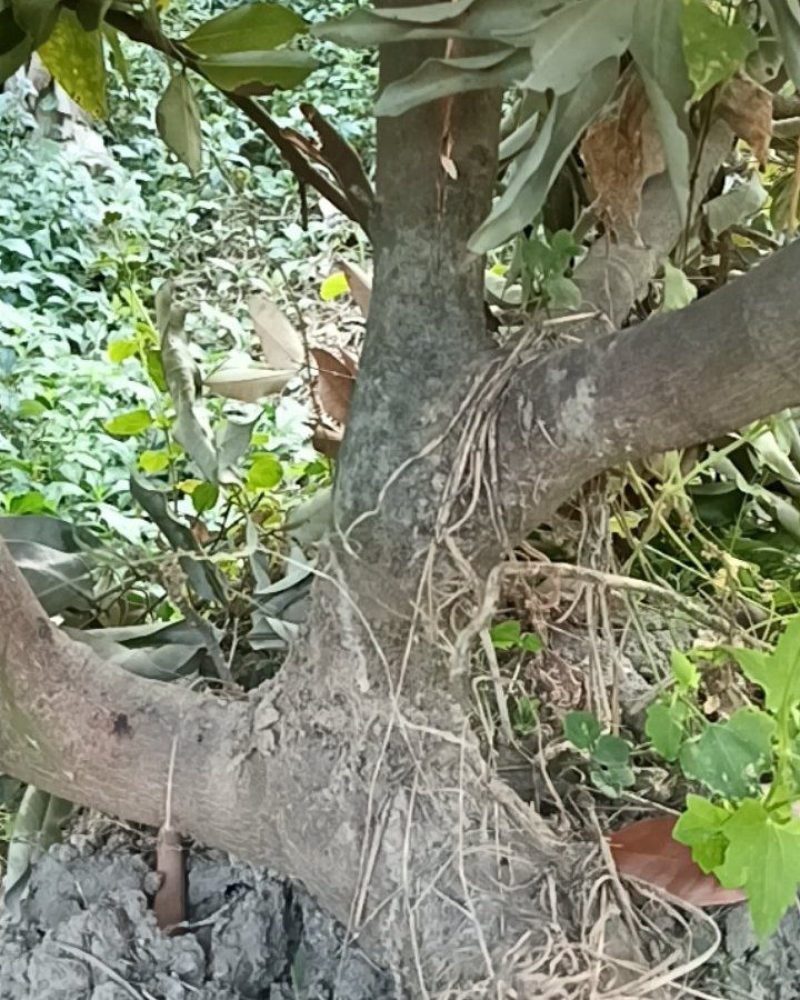 五年果树出售