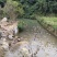 土鸭
