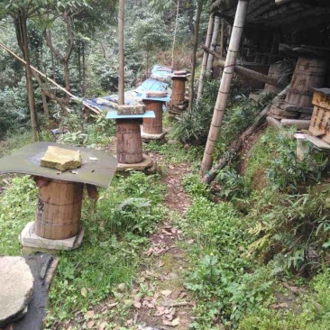 土蜂蜜