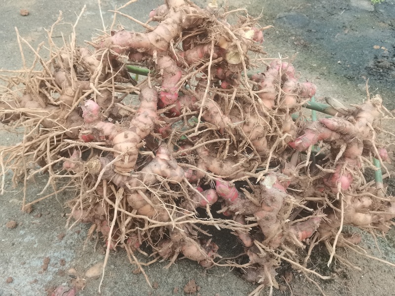 红皮南姜