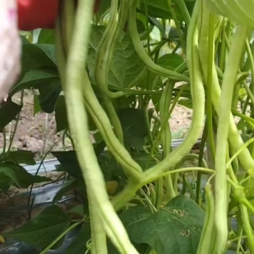 无筋豆