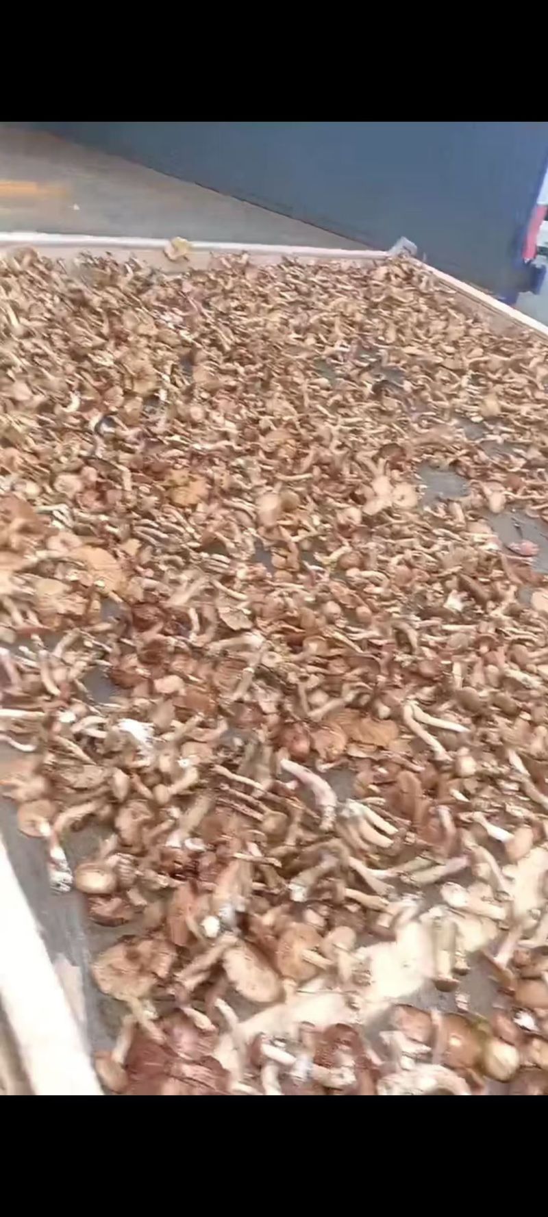 东北纯野生榛蘑