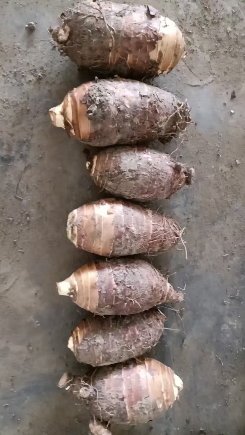 香芋