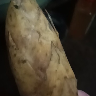 河源冬笋