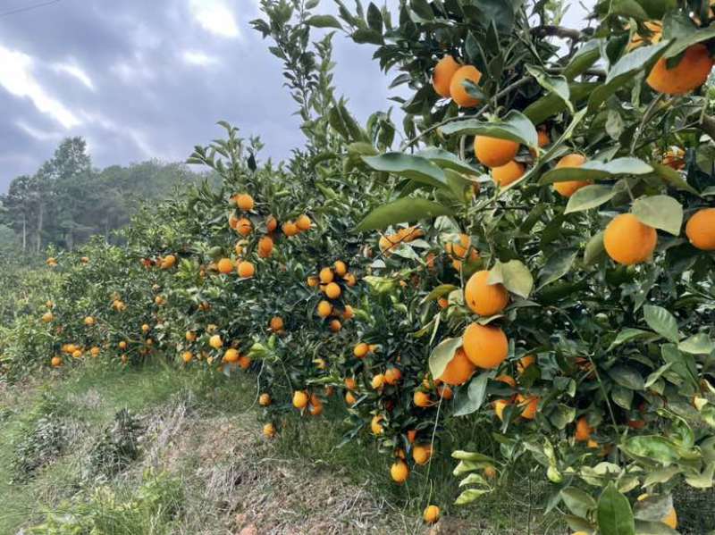 无量山冰糖橙（大量出售，欢迎老板来采购）