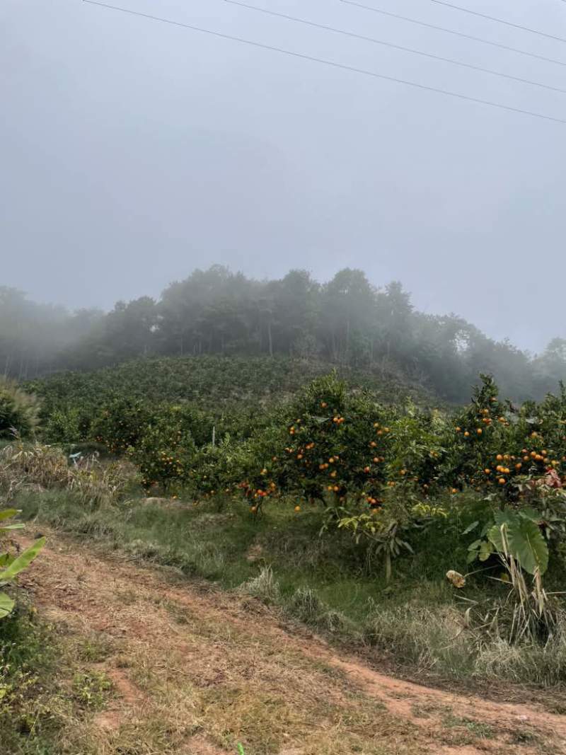 无量山冰糖橙（大量出售，欢迎老板来采购）
