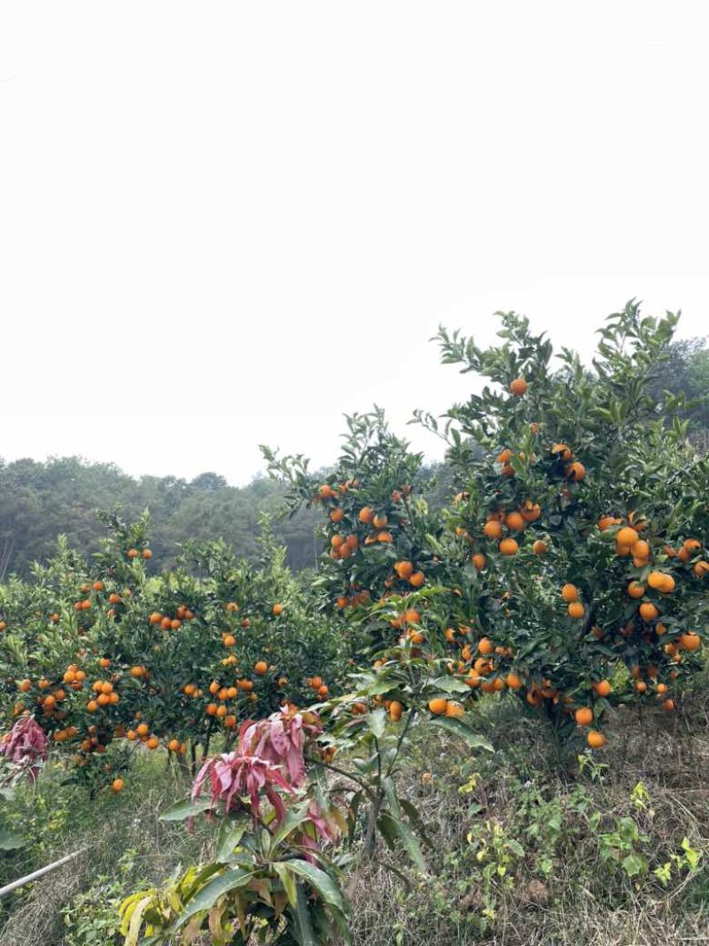 无量山冰糖橙（大量出售，欢迎老板来采购）