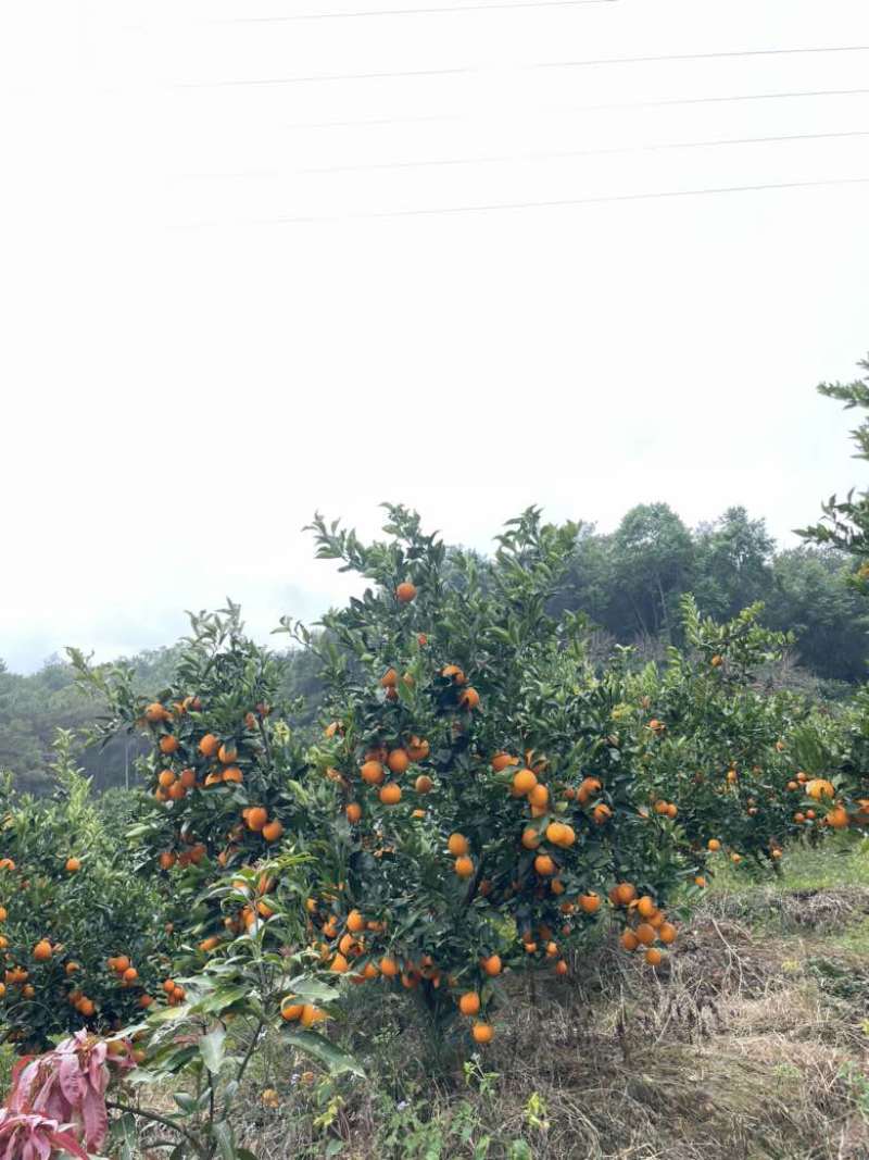 无量山冰糖橙（大量出售，欢迎老板来采购）