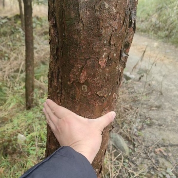 出售红豆杉树，10cm.20cm.30cm