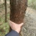 出售红豆杉树，10cm.20cm.30cm