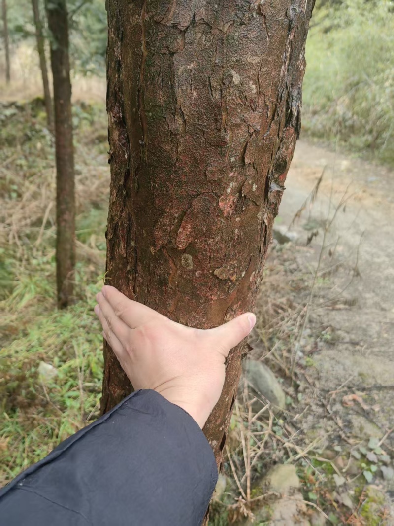 出售红豆杉树，10cm.20cm.30cm