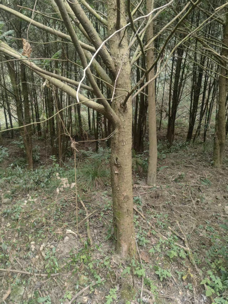 出售红豆杉树，10cm.20cm.30cm