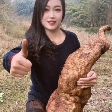 现挖深山野生新鲜粉葛