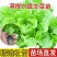 生菜苗带土发货脆意大利生菜秧苗穴盘生菜秧苗南方北方耐生菜新鲜
