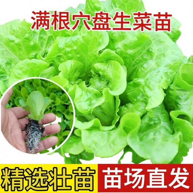 生菜苗带土发货脆意大利生菜秧苗穴盘生菜秧苗南方北方耐生菜新鲜