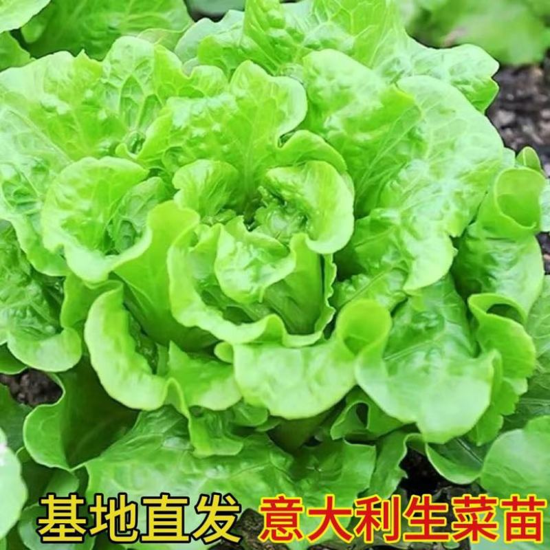 生菜苗带土发货脆意大利生菜秧苗穴盘生菜秧苗南方北方耐生菜新鲜