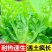 生菜苗带土发货脆意大利生菜秧苗穴盘生菜秧苗南方北方耐生菜新鲜