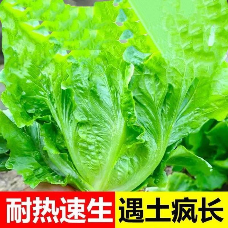 生菜苗带土发货脆意大利生菜秧苗穴盘生菜秧苗南方北方耐生菜新鲜