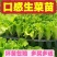 生菜苗带土发货脆意大利生菜秧苗穴盘生菜秧苗南方北方耐生菜新鲜