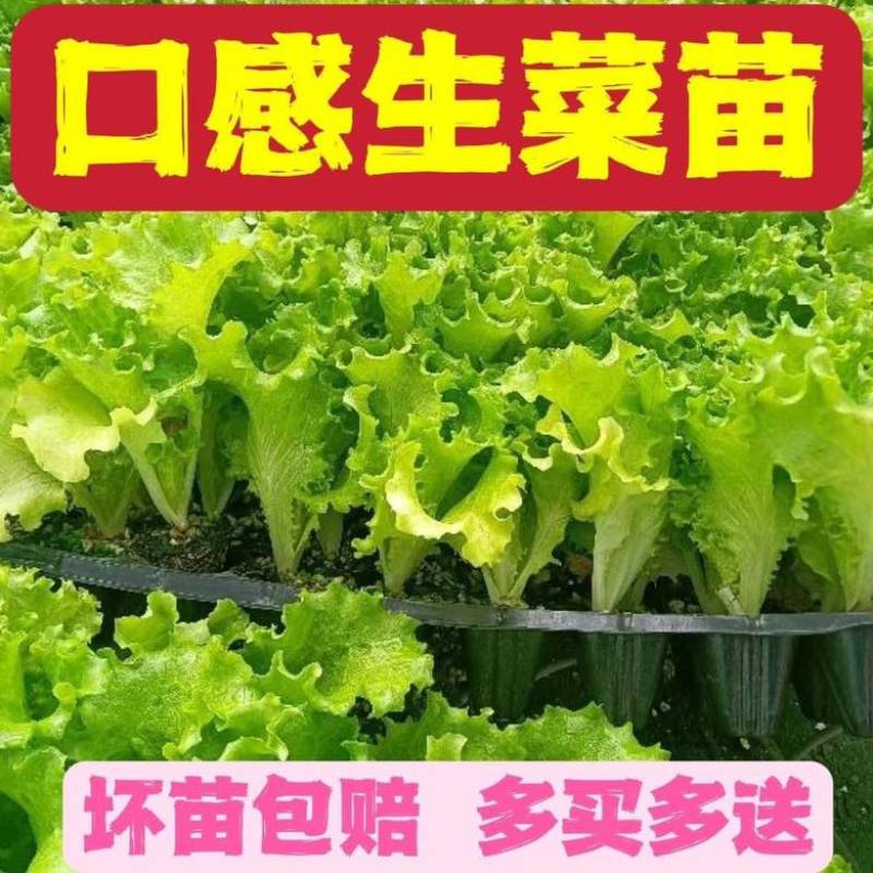 生菜苗带土发货脆意大利生菜秧苗穴盘生菜秧苗南方北方耐生菜新鲜