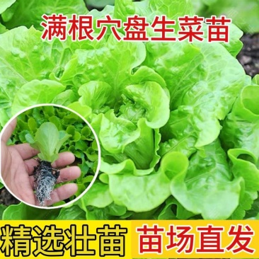 生菜苗带土发货脆意大利生菜秧苗穴盘生菜秧苗南方北方耐生菜新鲜