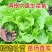 生菜苗带土发货脆意大利生菜秧苗穴盘生菜秧苗南方北方耐生菜新鲜