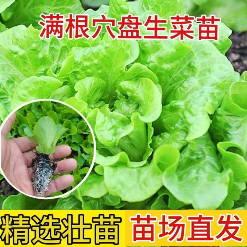 生菜苗带土发货脆意大利生菜秧苗穴盘生菜秧苗南方北方耐生菜新鲜