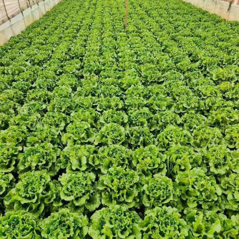 生菜苗带土发货脆意大利生菜秧苗穴盘生菜秧苗南方北方耐生菜新鲜