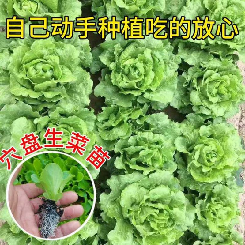 生菜苗带土发货脆意大利生菜秧苗穴盘生菜秧苗南方北方耐生菜新鲜