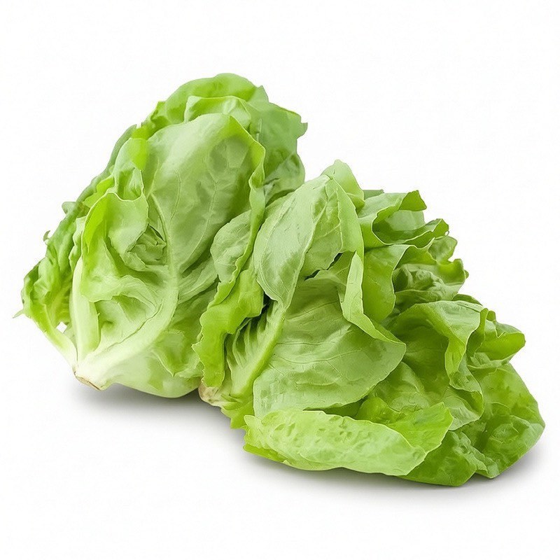 生菜苗带土发货脆意大利生菜秧苗穴盘生菜秧苗南方北方耐生菜新鲜