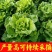 生菜苗带土发货脆意大利生菜秧苗穴盘生菜秧苗南方北方耐生菜新鲜