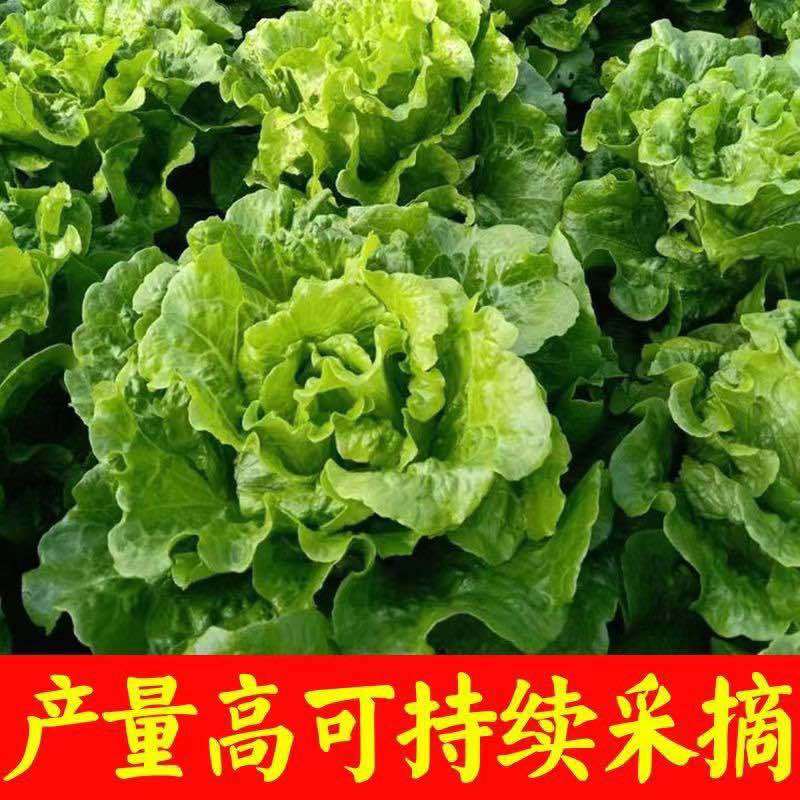 生菜苗带土发货脆意大利生菜秧苗穴盘生菜秧苗南方北方耐生菜新鲜
