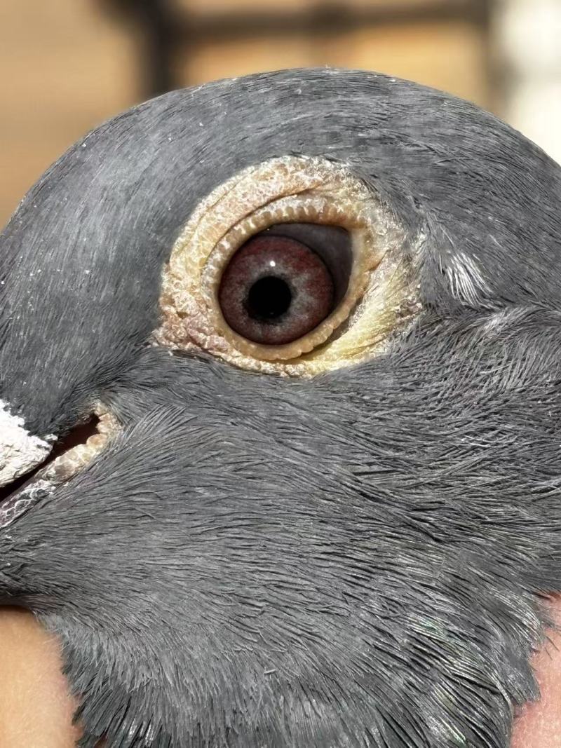 赛鸽