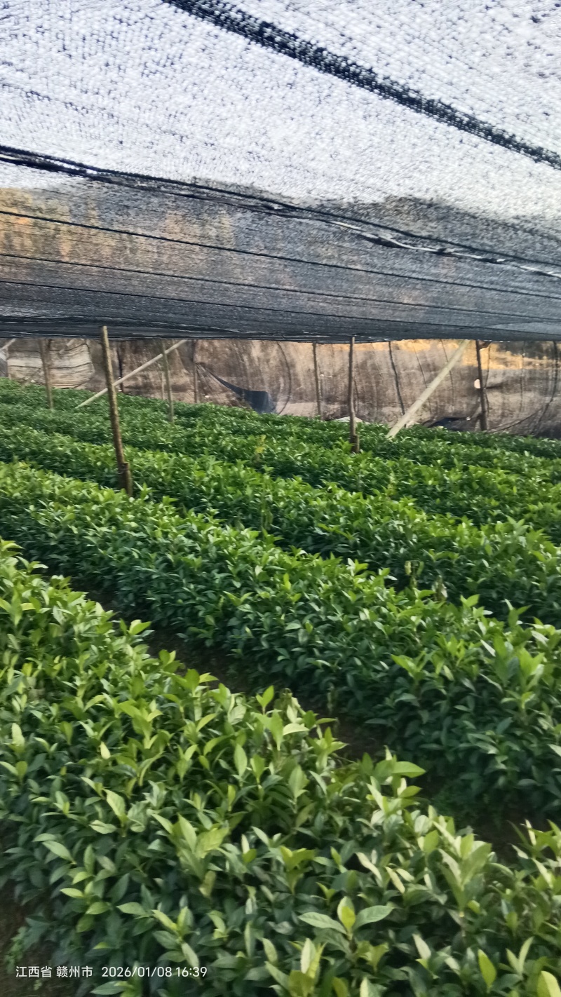 草珊瑚种苗