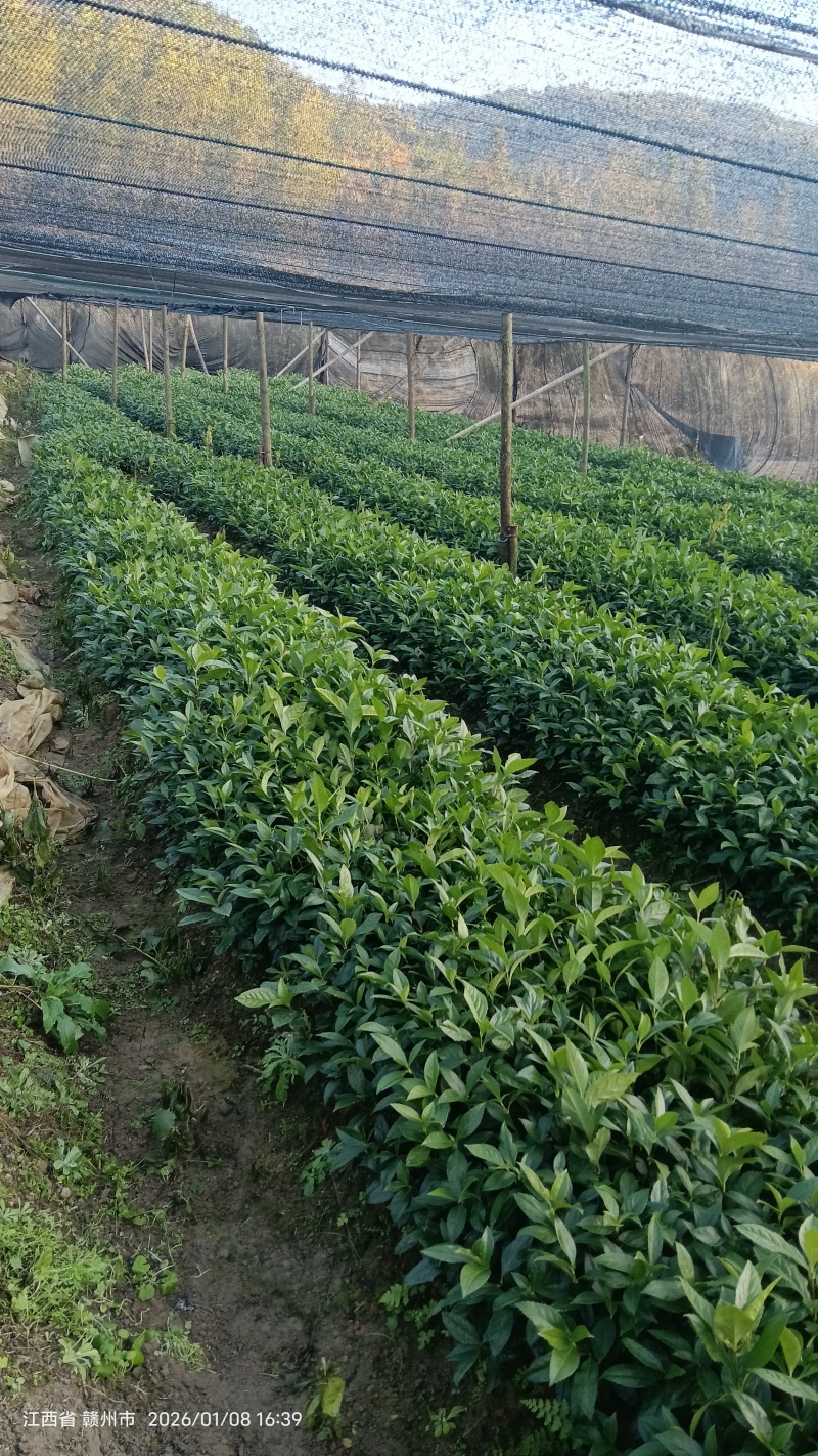 草珊瑚种苗