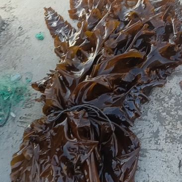新鲜大海带。