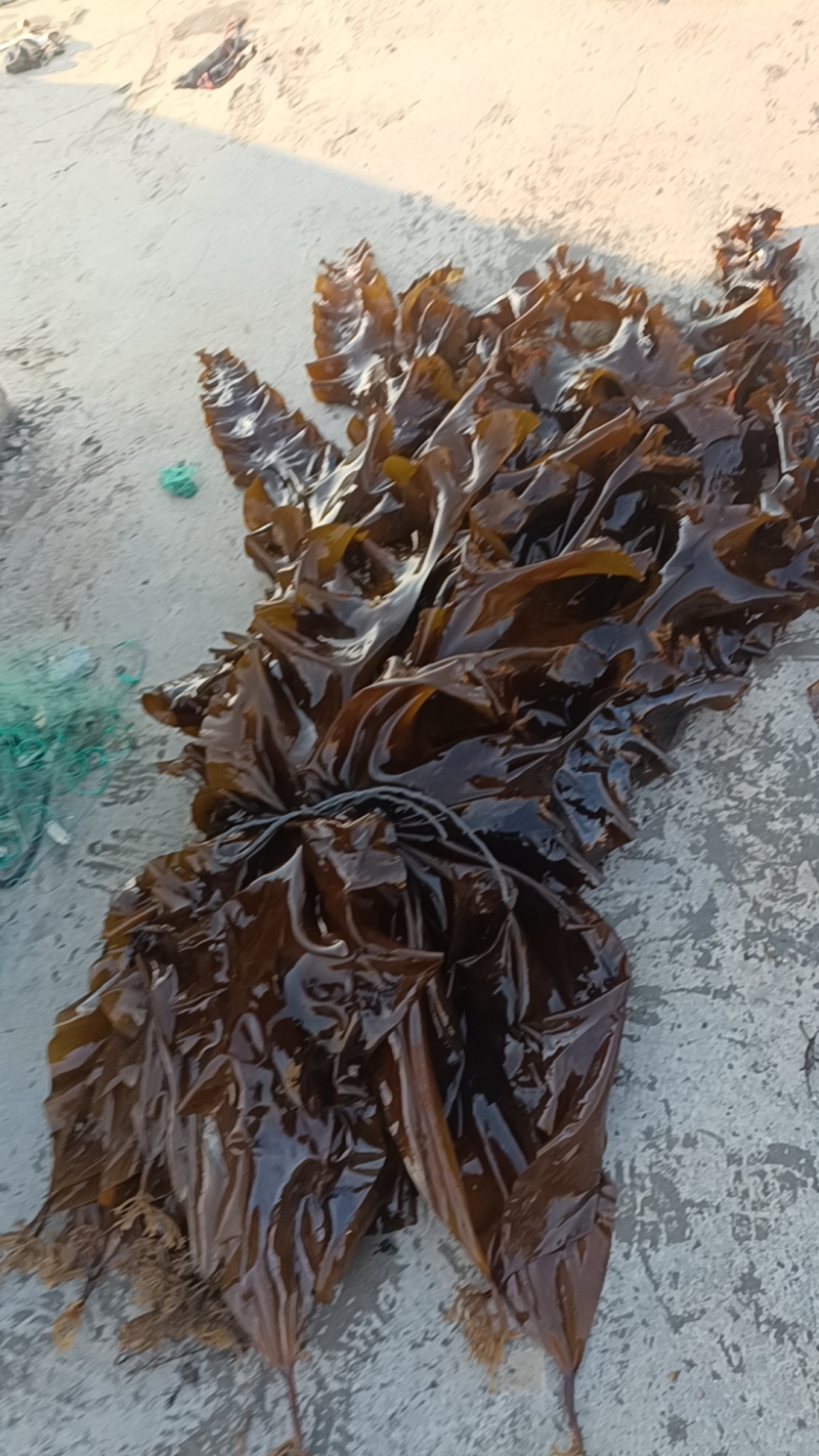 新鲜大海带。