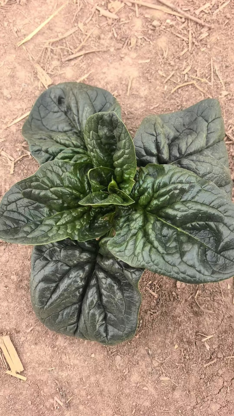 趴地菠菜