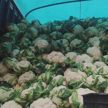 贵州菜花便宜卖了急